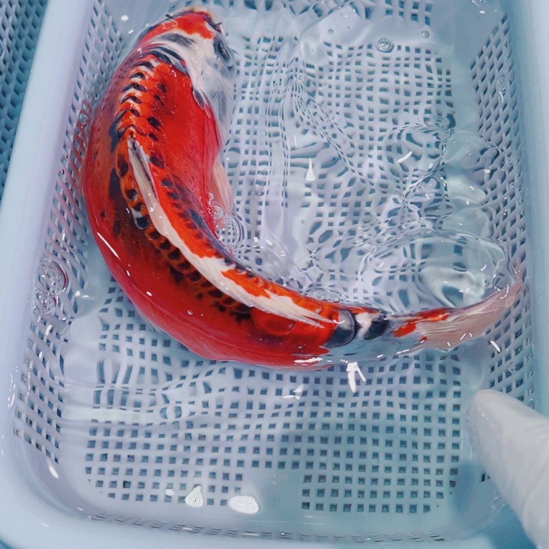 锦鲤锦鲤冷水观赏鱼104