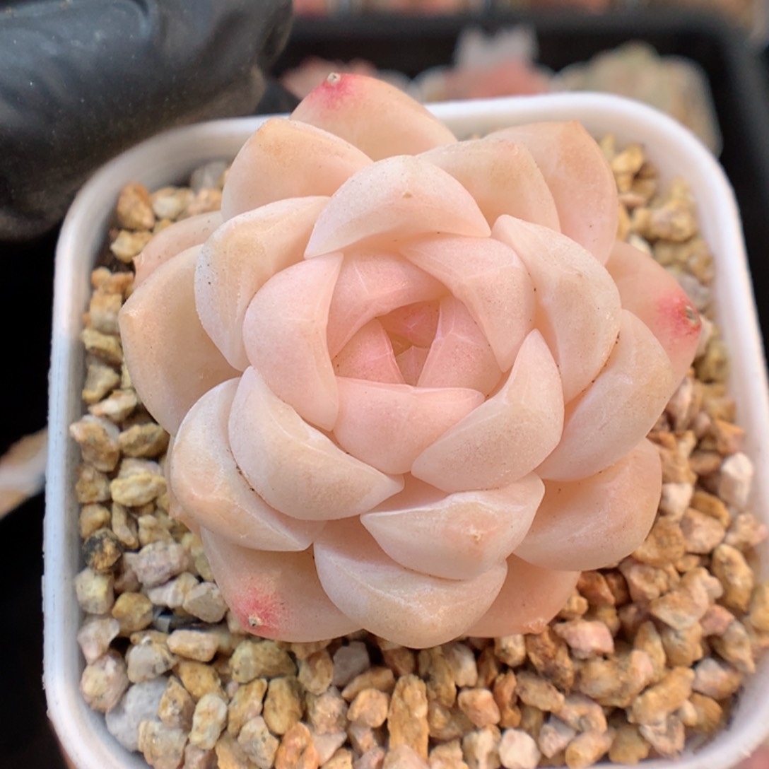 多肉植物。 糖心9