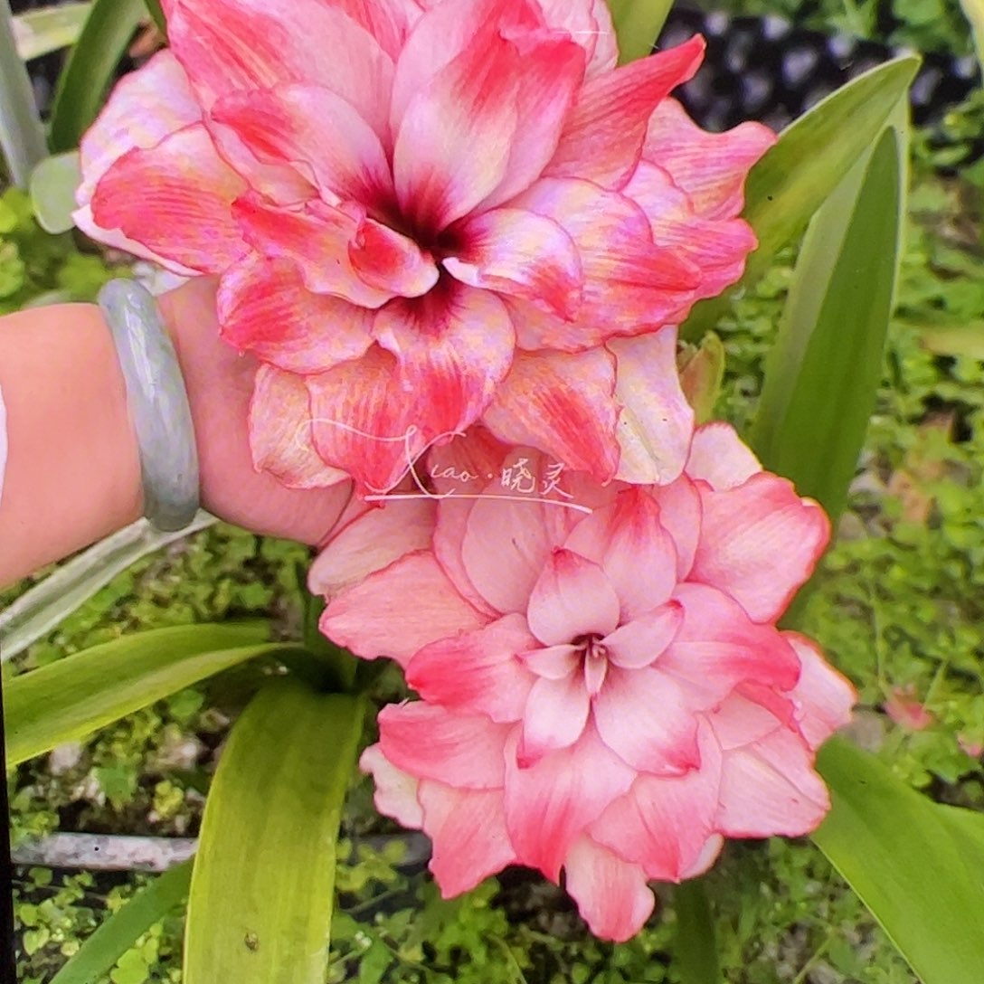 朱顶红珍妮佛进口球4号