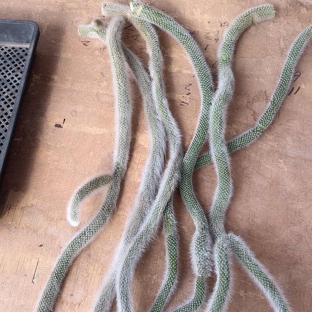 九尾狐已开过花尾巴50公分起六条发货不退换