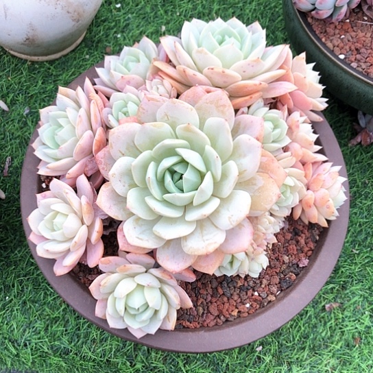 恋曲一物一拍多肉植物