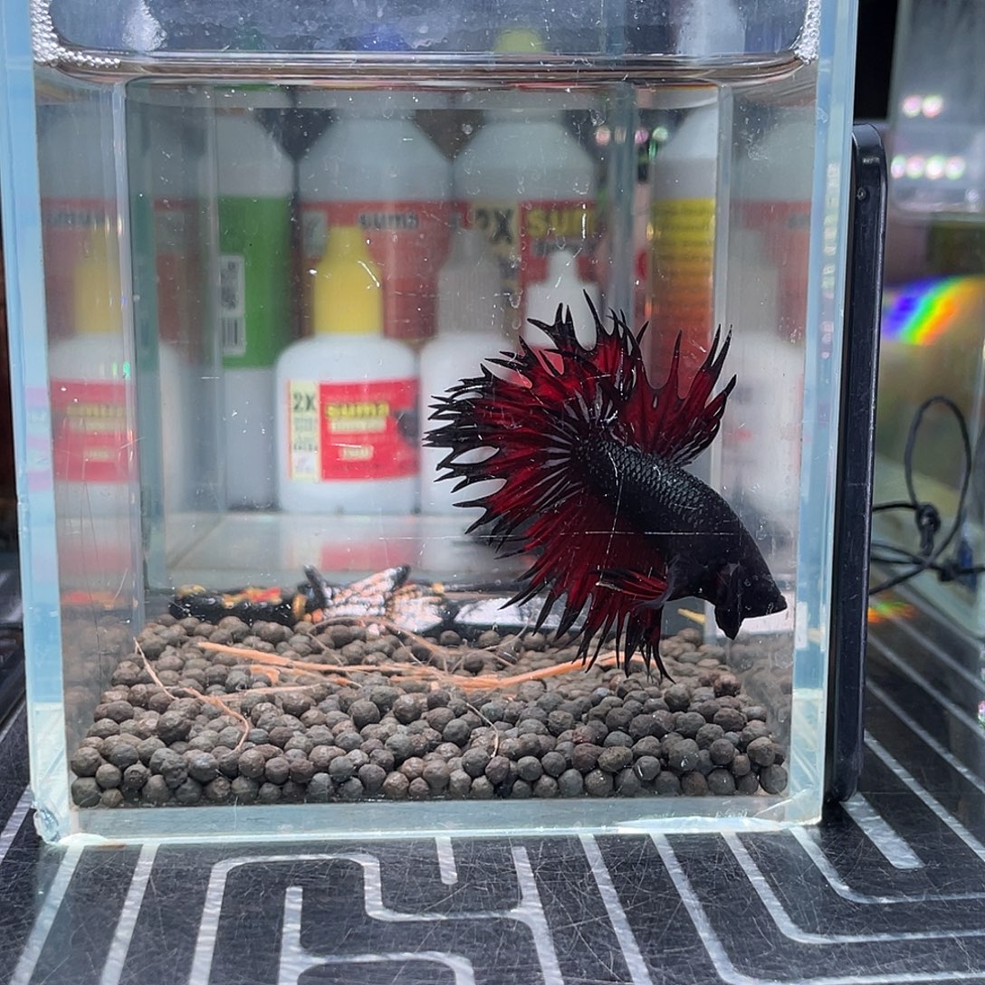 斗鱼7号123早四针