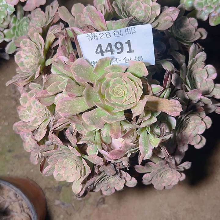 4491霁月多肉植物