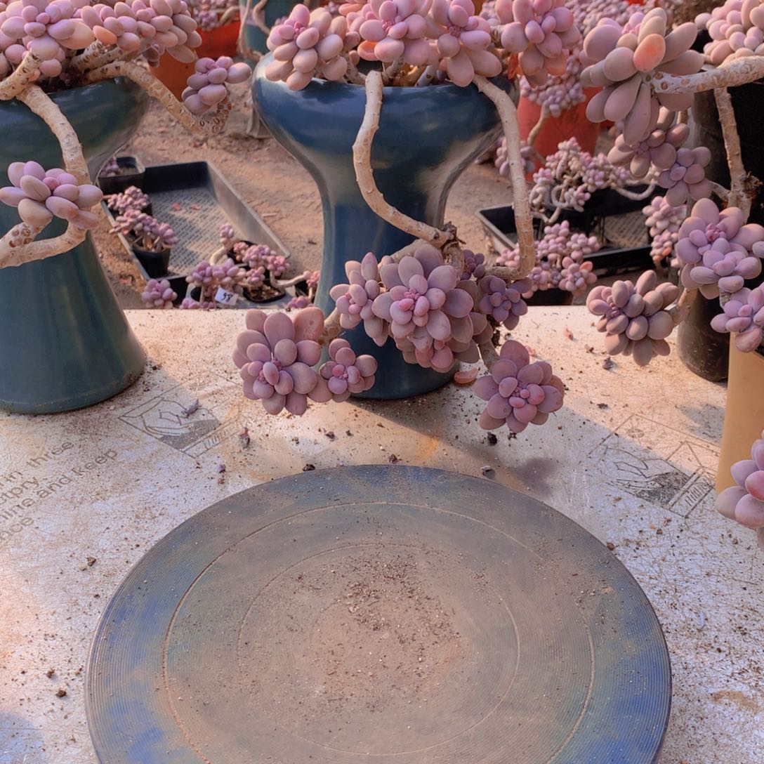 4一物一拍桃蛋不盆