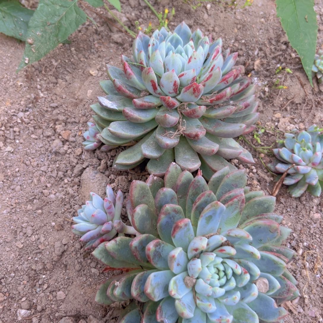 血燕单头2个脱土发