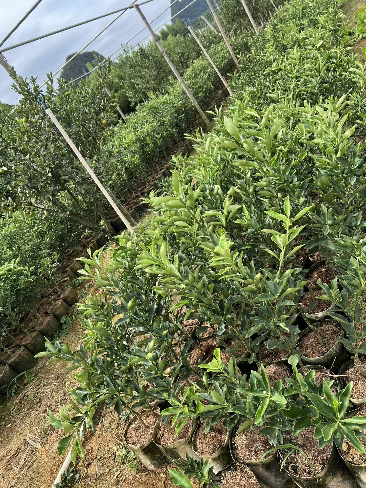 花卉绿植选购专用渠道，一物一拍