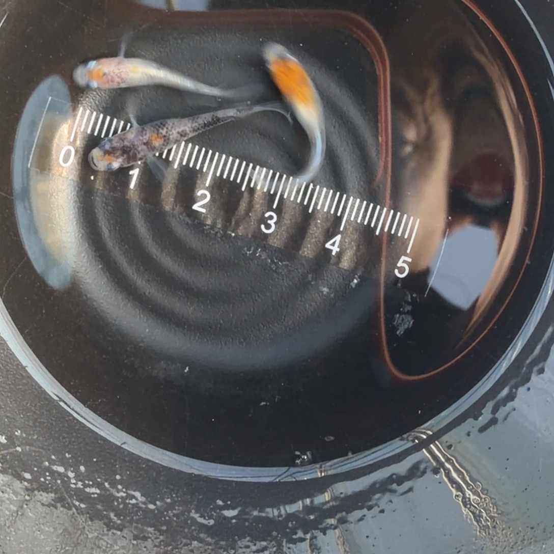 青鳉鱼观背青鳉46