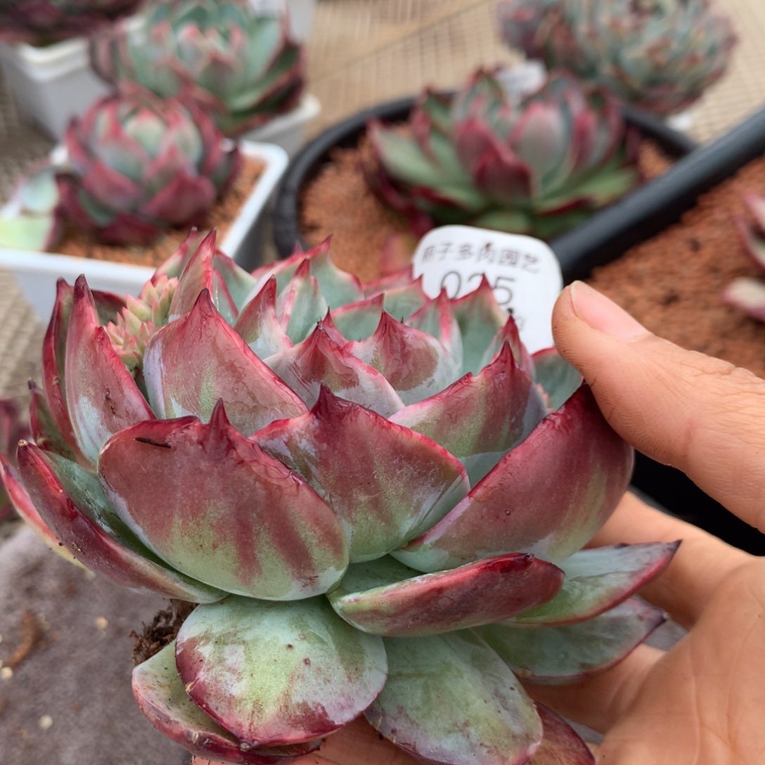 025号多肉植物惊鸿12厘米