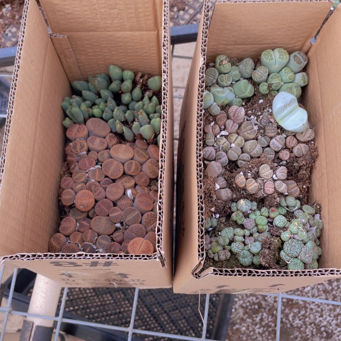 一箱拼箱88888888888