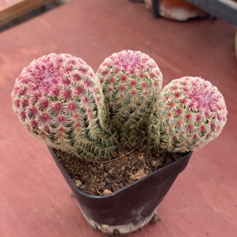 红太阳群7仙人球