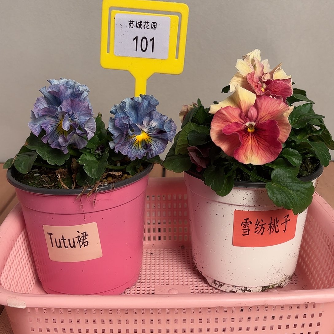 大部分开放少量花苞101