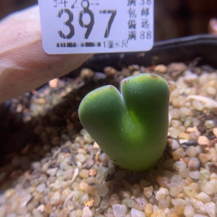 精品生石花26.397