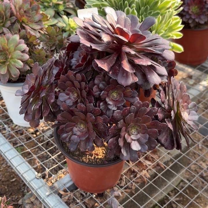 黑暗萝莉多肉法师6733