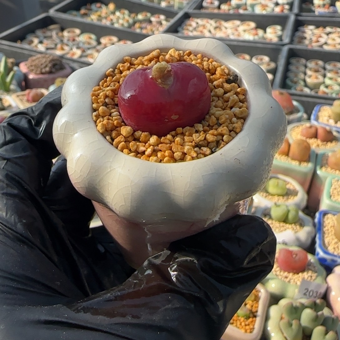 2547--一物一拍 带盆