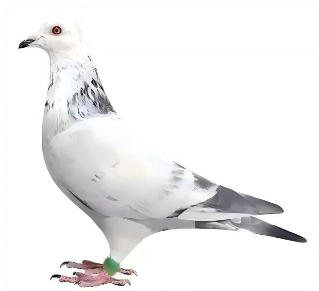  血统鸽 成绩鸽 种鸽