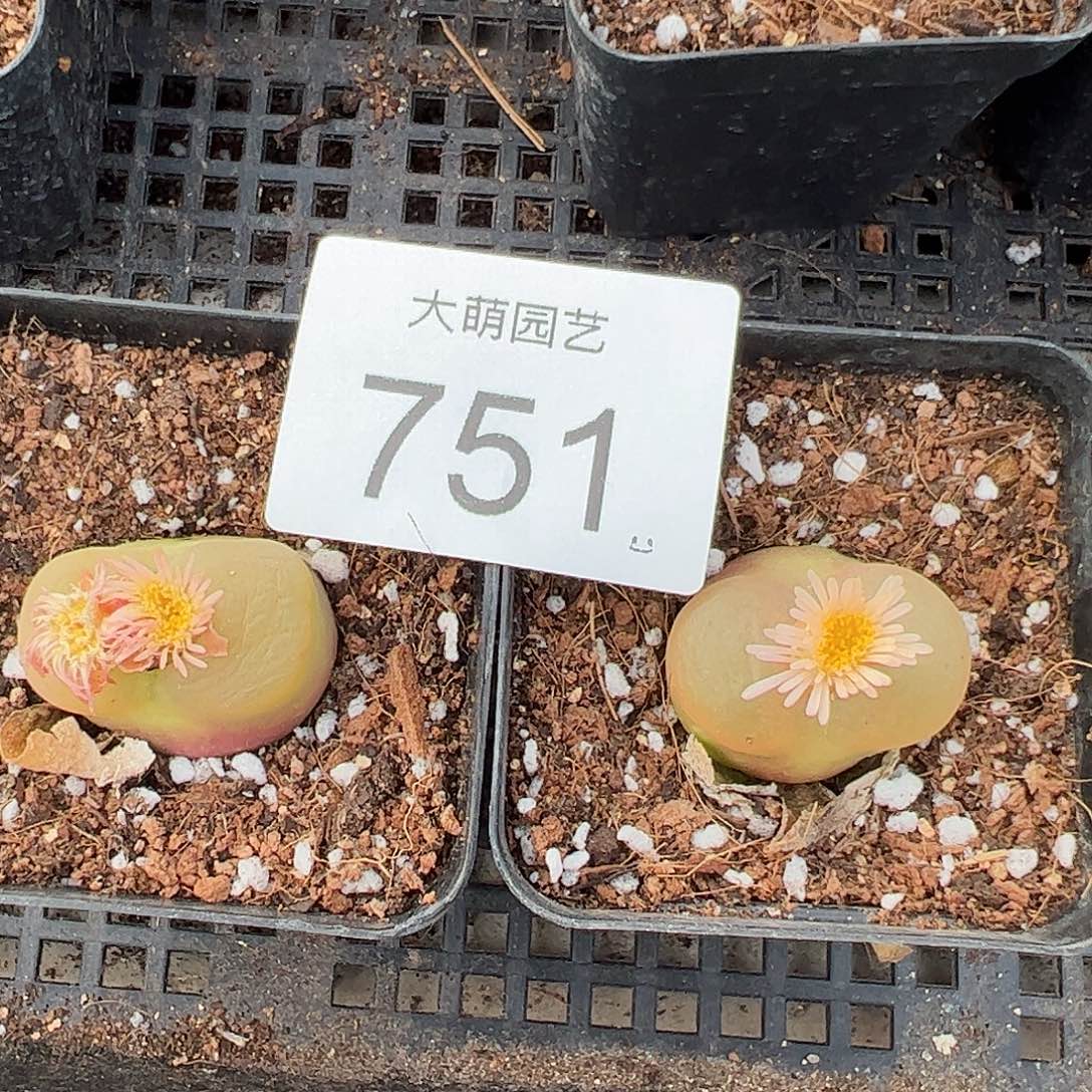 一物一拍脱土发2颗大水蜜桃。 751