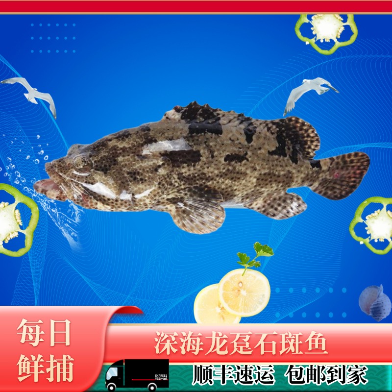 【2.9-3.1斤】龙胆石斑鱼深海鱼海鲜水产海鲜生鲜海鱼送礼美食新鲜 
