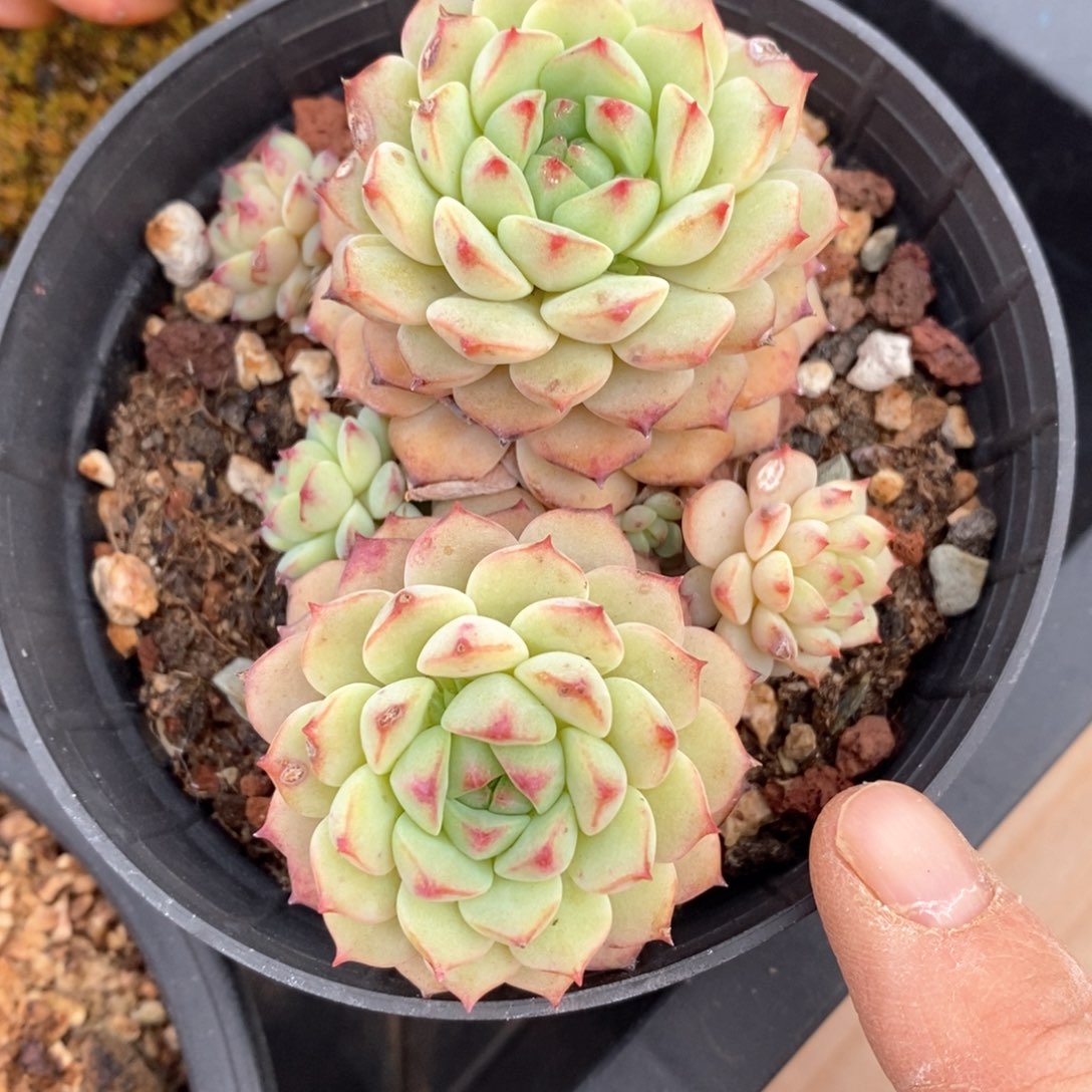 精品多肉一物一抵不包整119