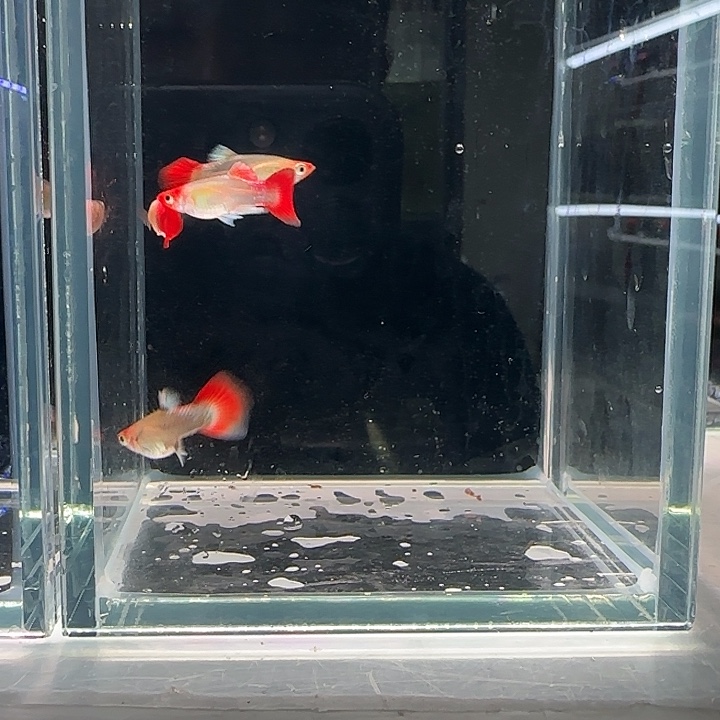 孔雀鱼圣诞帽俩对孔雀鱼