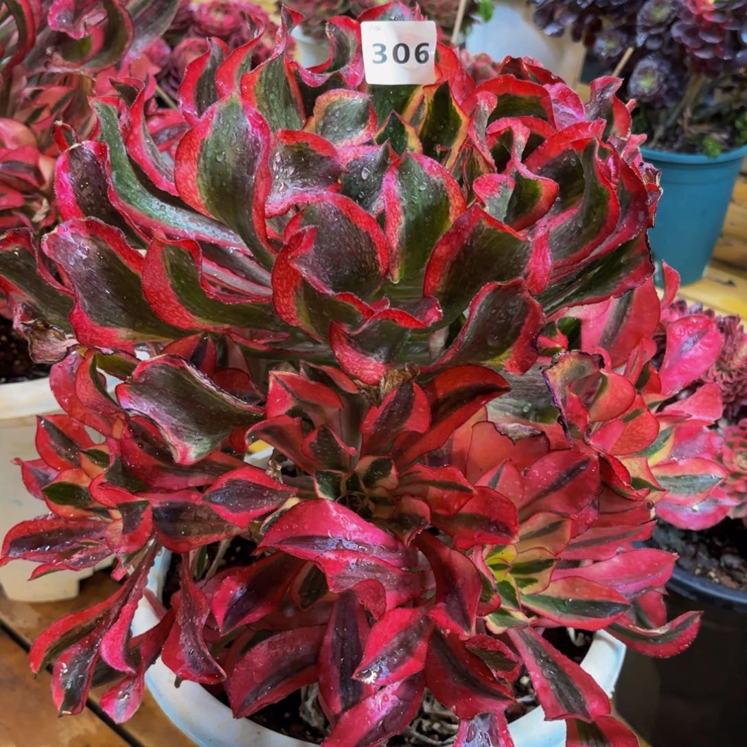 306多肉植物魅影