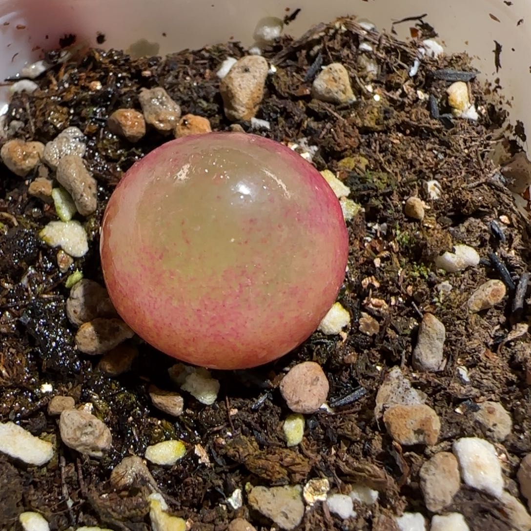 肉锥多肉植物组合-灯泡593