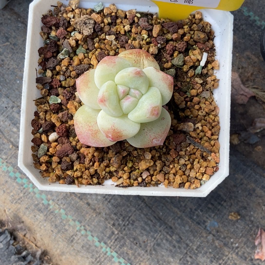 ?*一多肉植物1111111