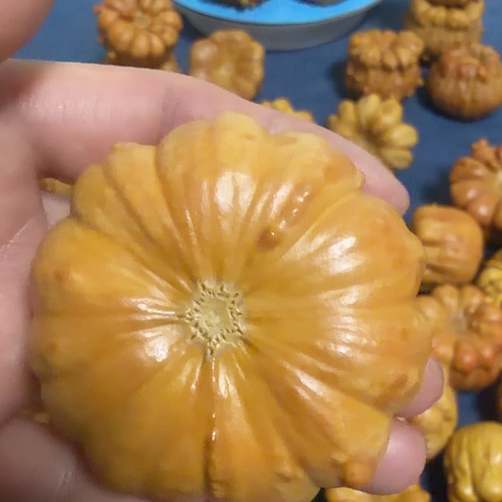 D***u墨西哥七彩疙瘩葫芦