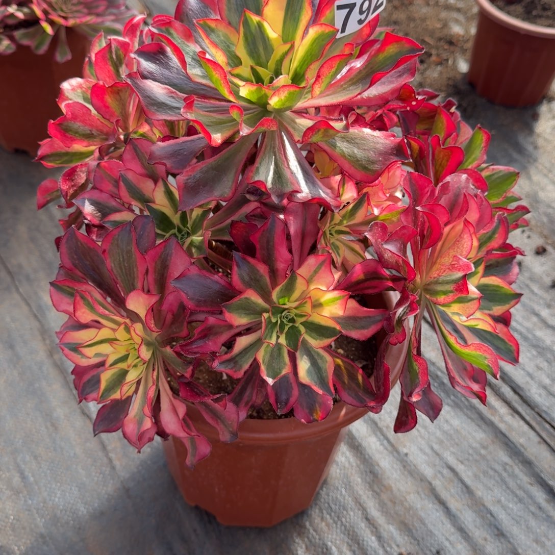 792多肉植物魅影多肉