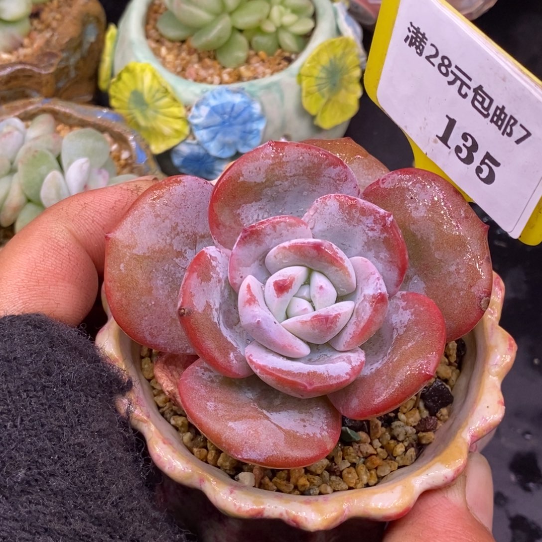 7135老桩奶茶单头福利