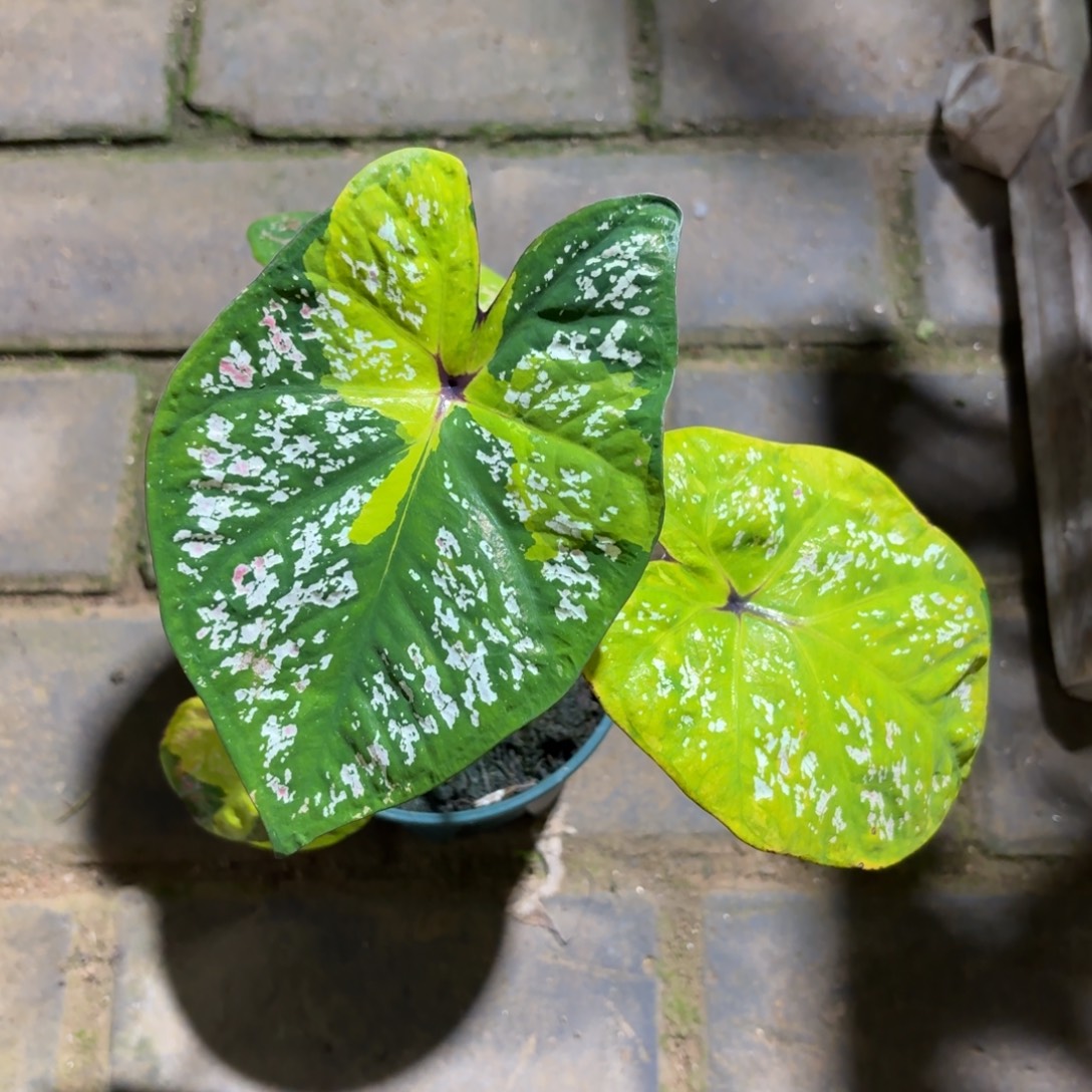 下播福利 泰国彩叶芋100-1202