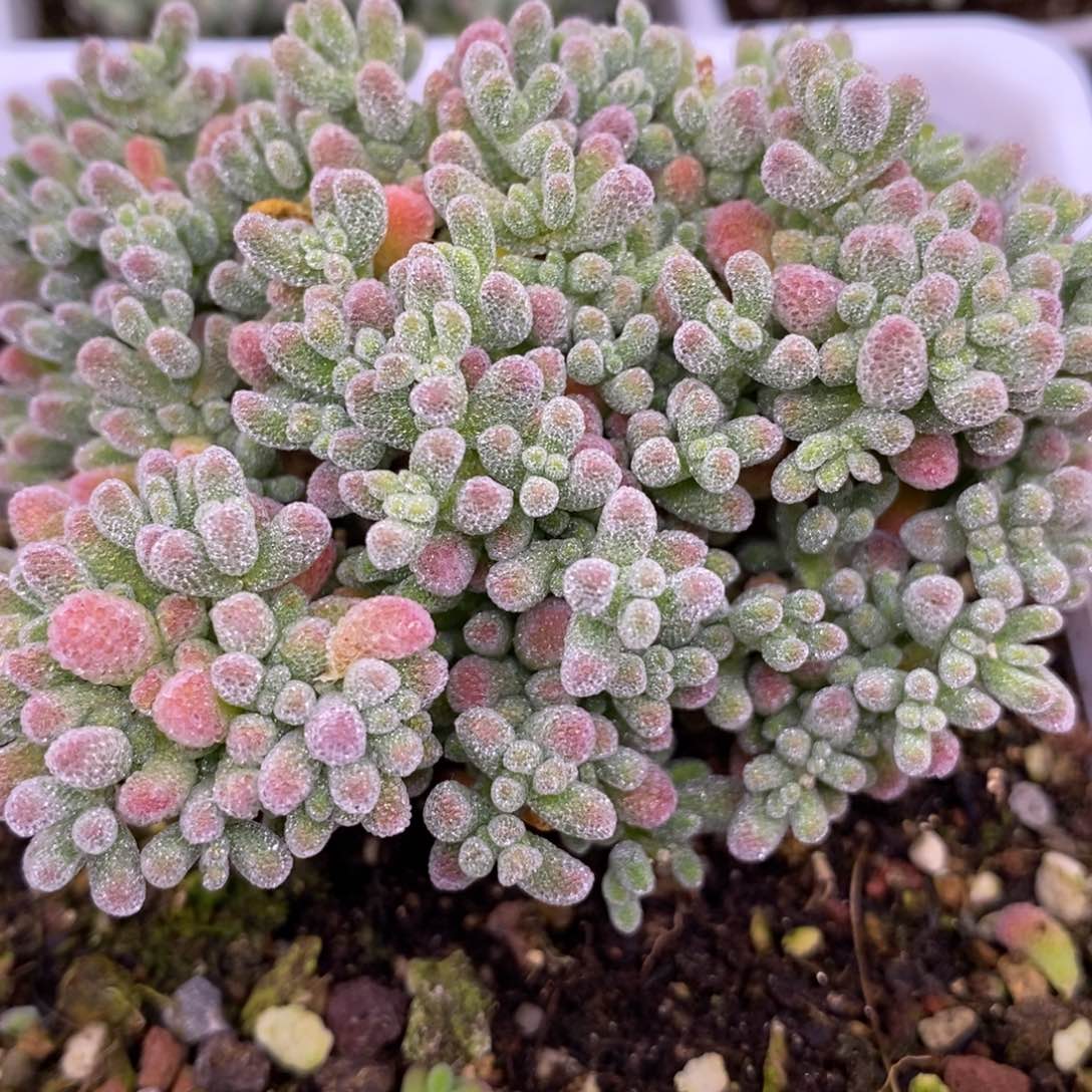 星*～592大冰晶。  