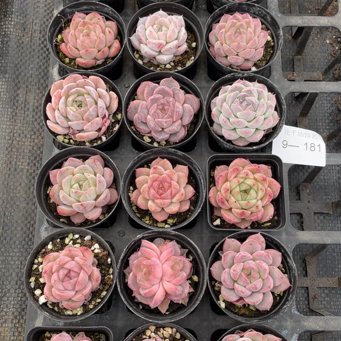 一物一拍18颗9-181