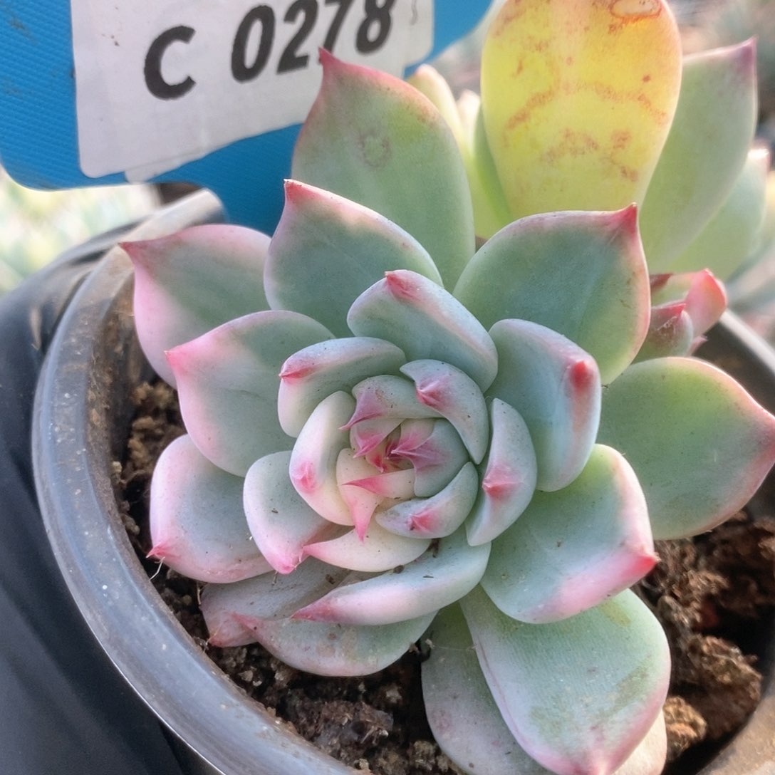 278锦锦锦锦锦锦锦