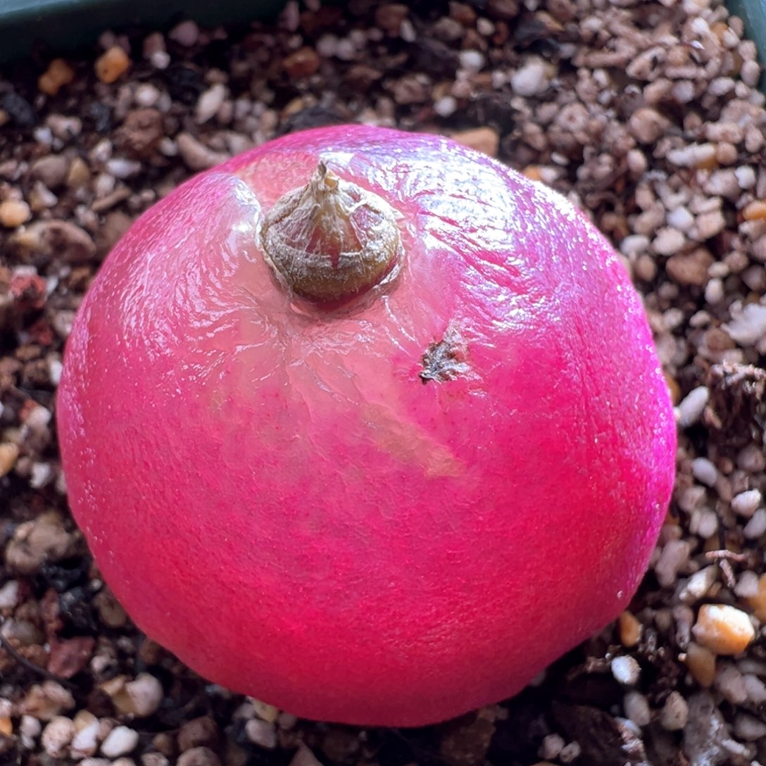 314优选灯泡奶奶一颗