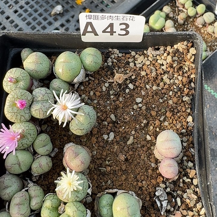 43多肉植物多肉植物