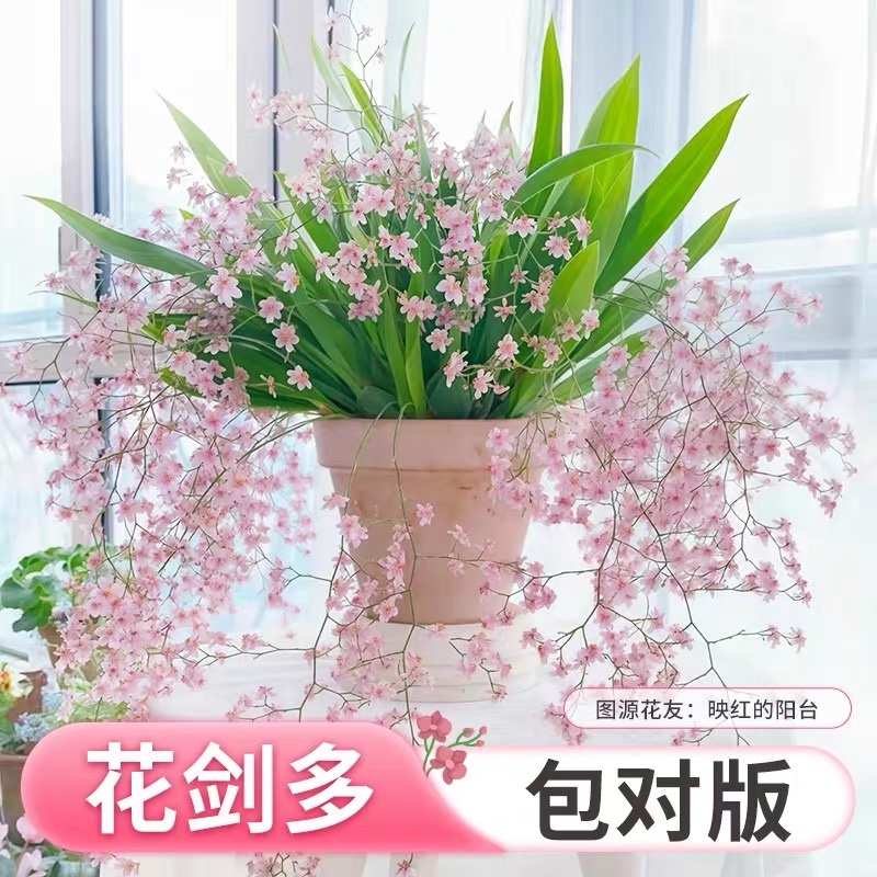 文心兰梦香兰精品兰花带花苞好养花卉盆栽室内耐寒植物