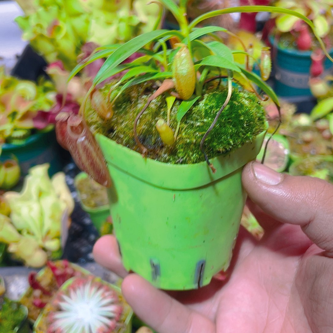 完全开放显目马兜铃