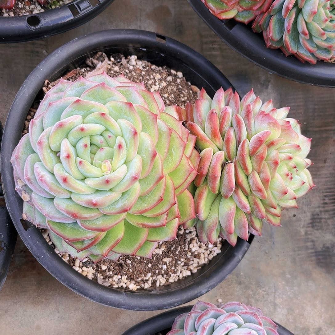 海洋之心19公分999999999有疤”