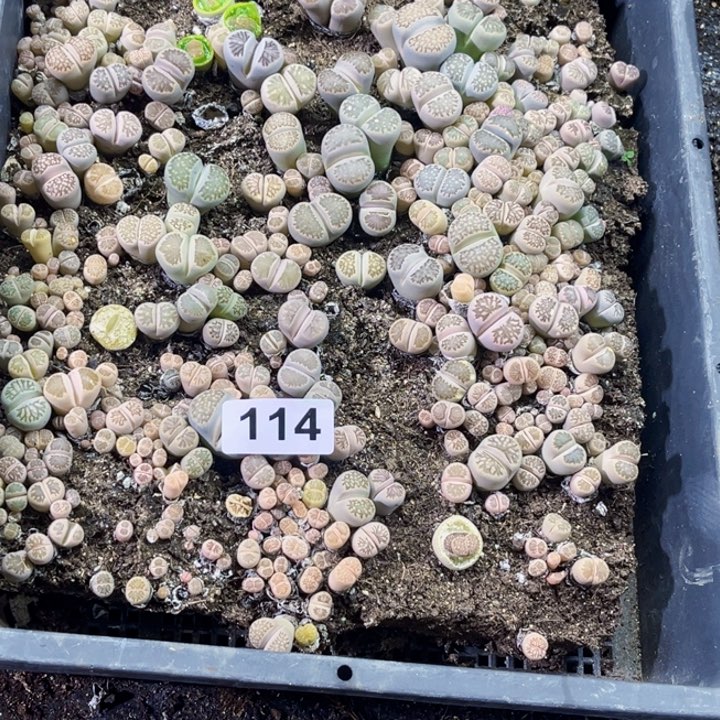 114 生石花一物一图初8发货