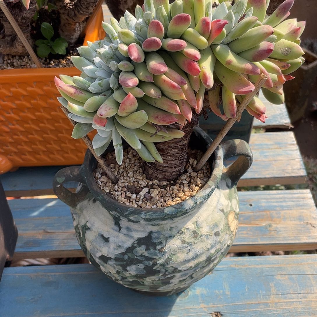 ～*木拇指多头老桩群生