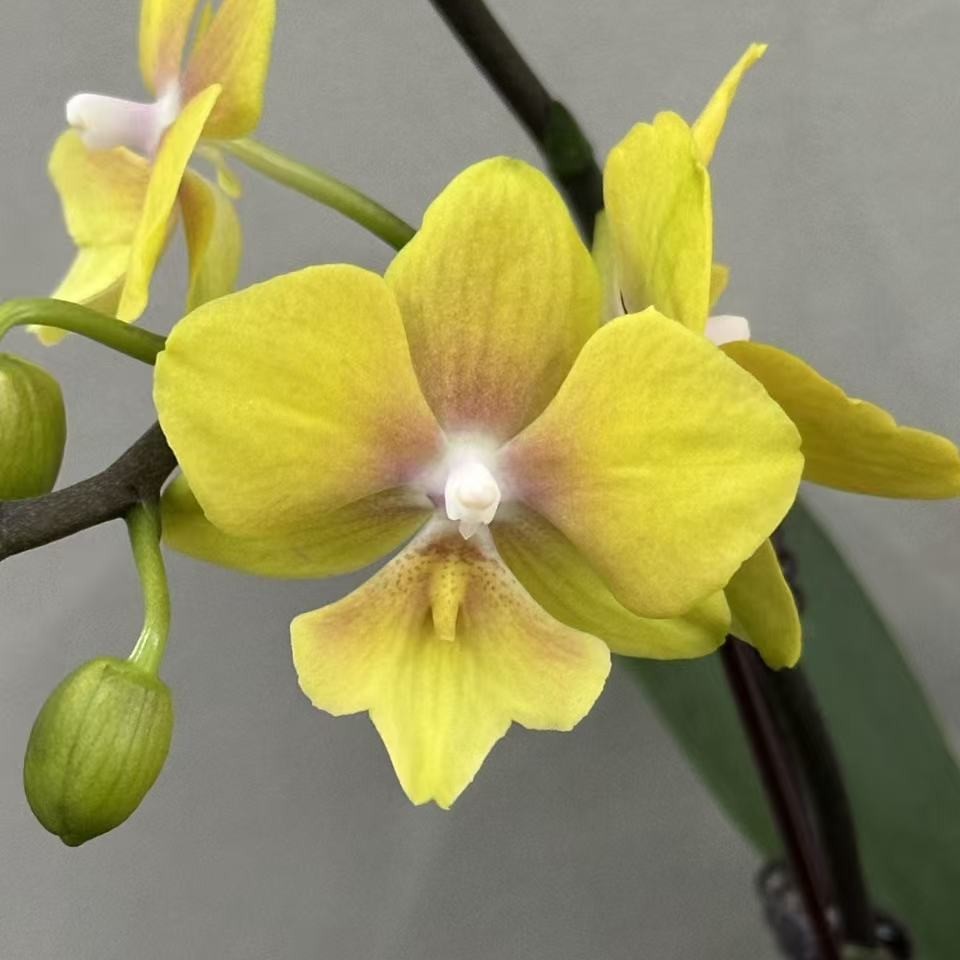 （金格格02）蝴蝶兰 花期长 拍3颗以上组盆