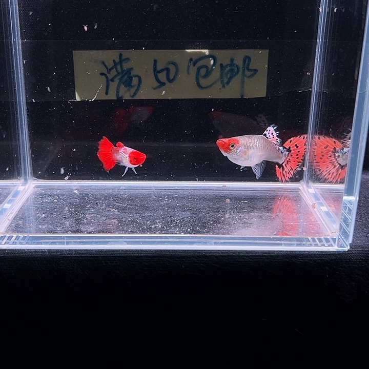 孔雀鱼红头蛇纹玻璃猫