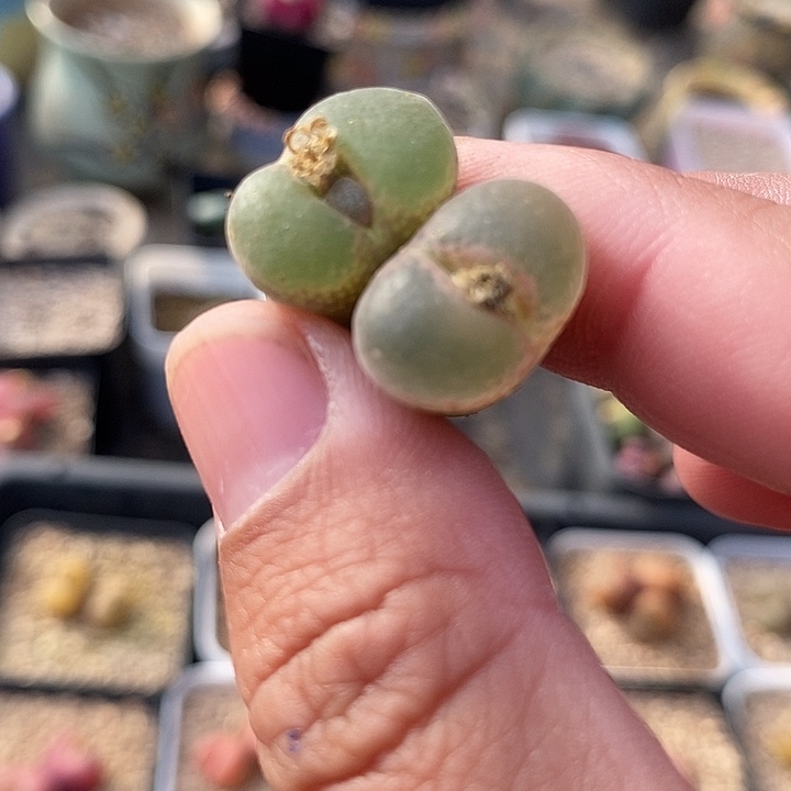 露*26548一组两颗粉女