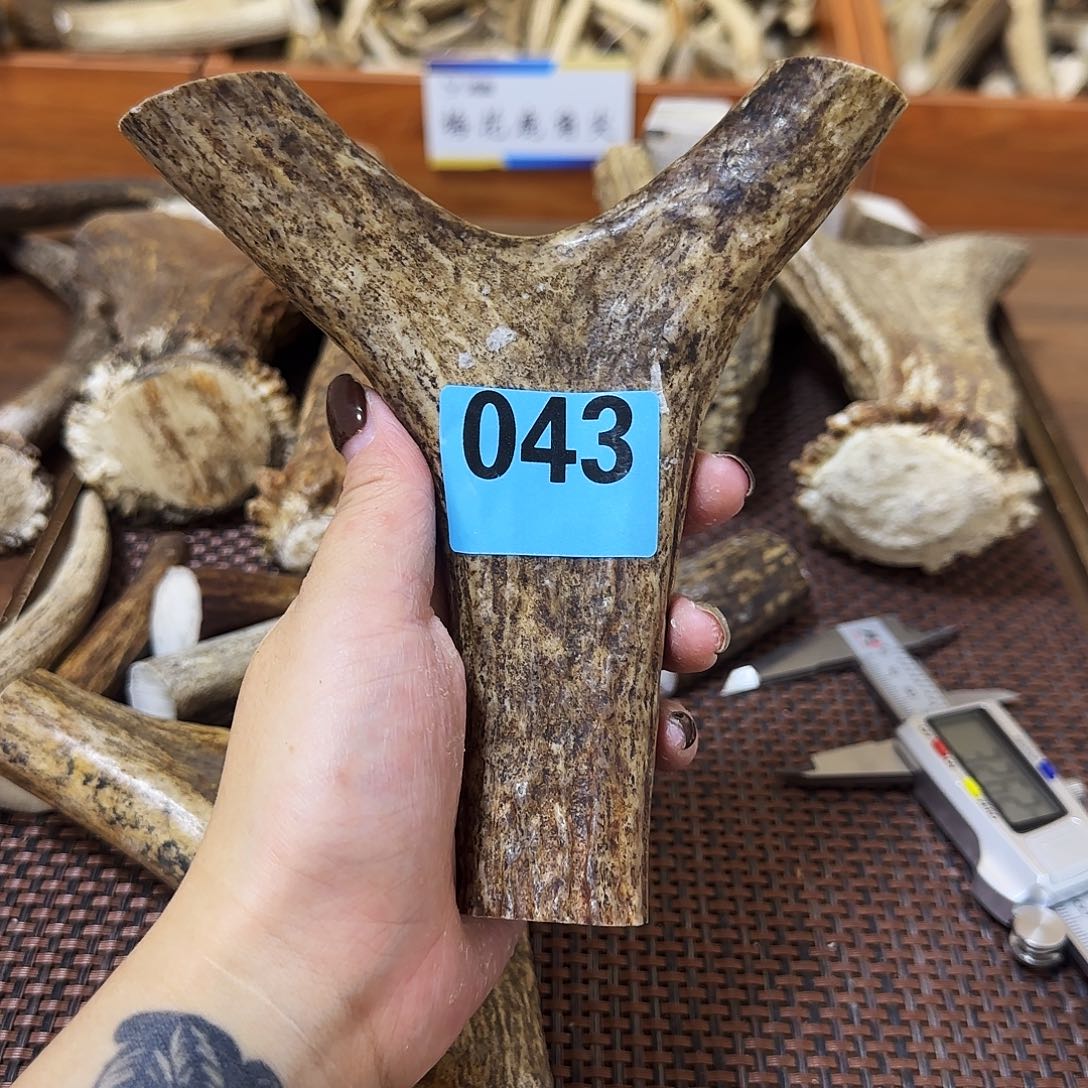 手串/手链鹿骨043弹弓料