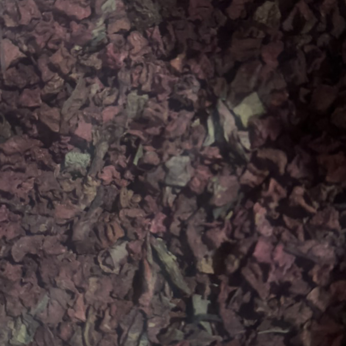 【小明山货】云南中缅边境农家藏雪灵参