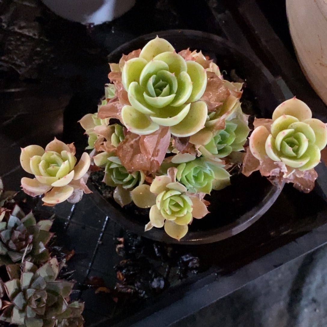 健健康康快快乐乐多肉植物_