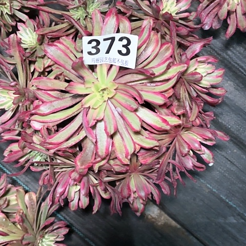 【闪购商品】373仙子2-5