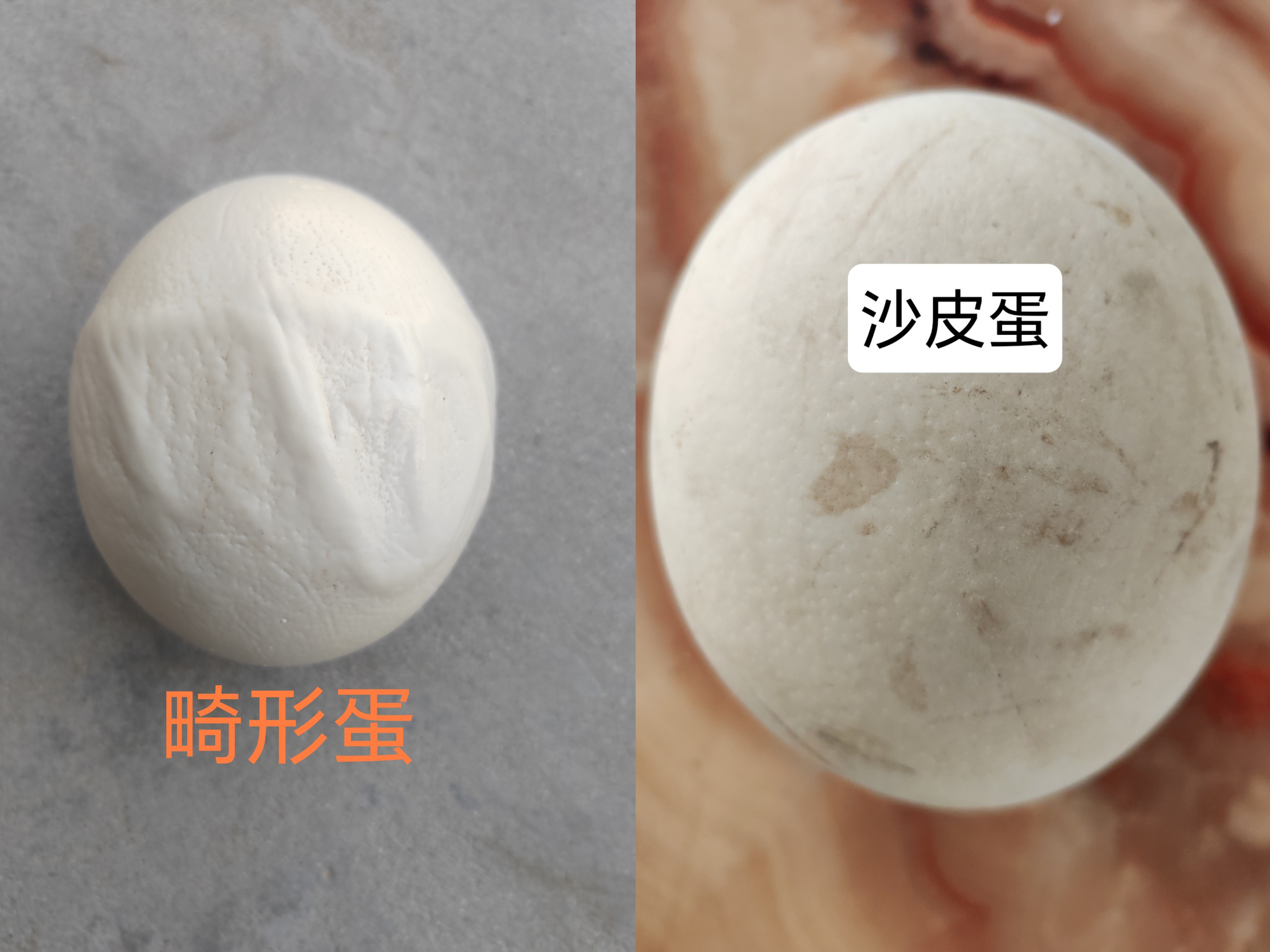 鸵鸟沙皮畸形蛋 顺丰发货