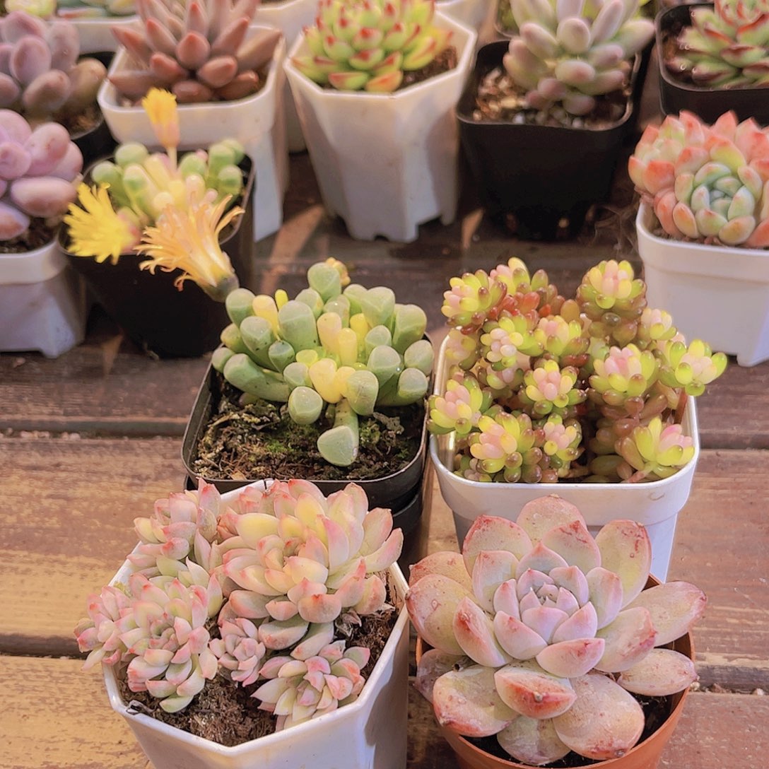 五十锦➕女雏锦➕七彩龙珠➕阿尔巴佳人