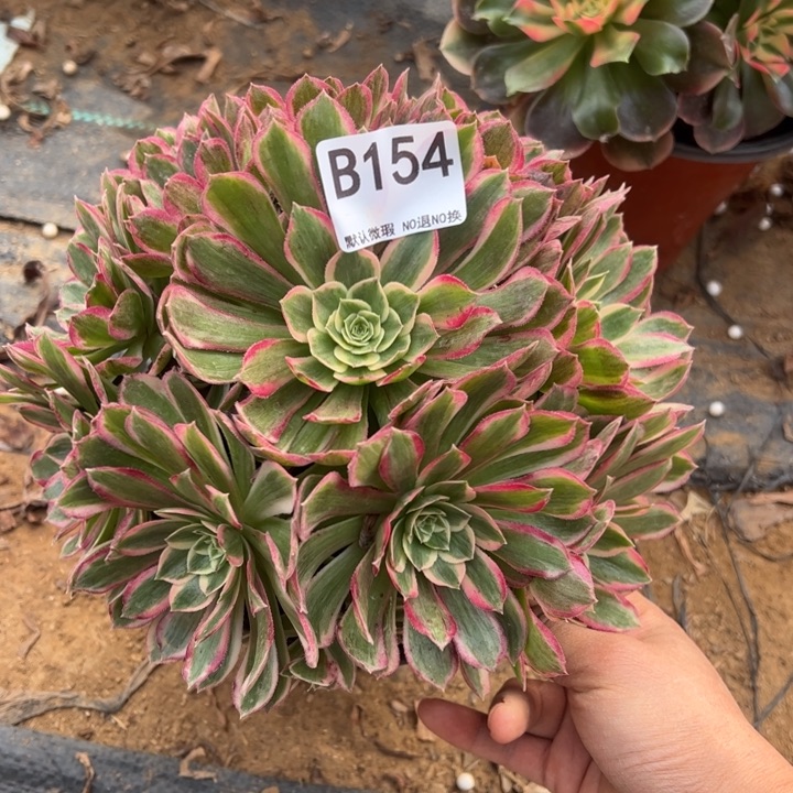 孔雀翎多肉植物154.